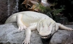 Musíte to vidět: 10 albinos animal, který žije vedle osoby